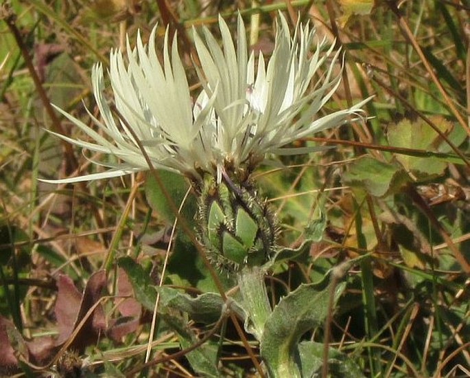 Centaurea cheiranthifolia