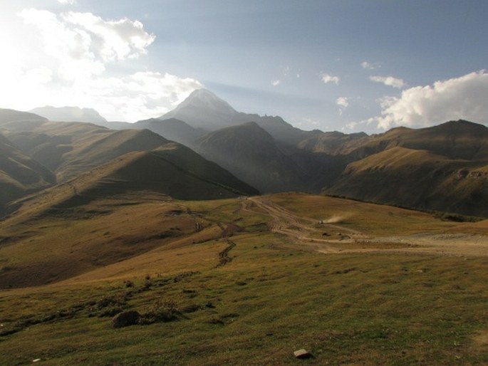 Centaurea cheiranthifolia