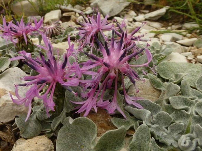 CENTAUREA EPIROTA Halácsy – chrpa / nevädza