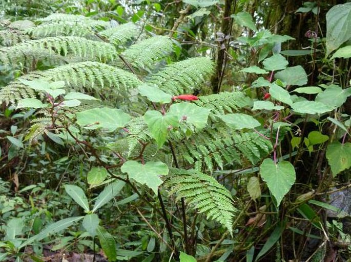 Centropogon cordifolius