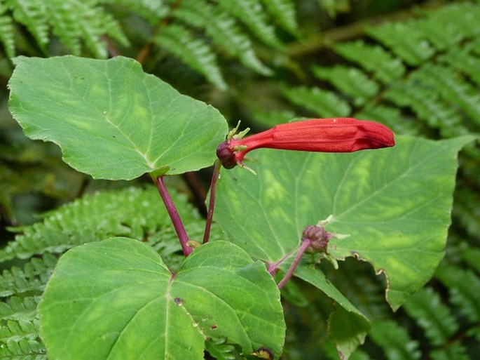 Centropogon cordifolius