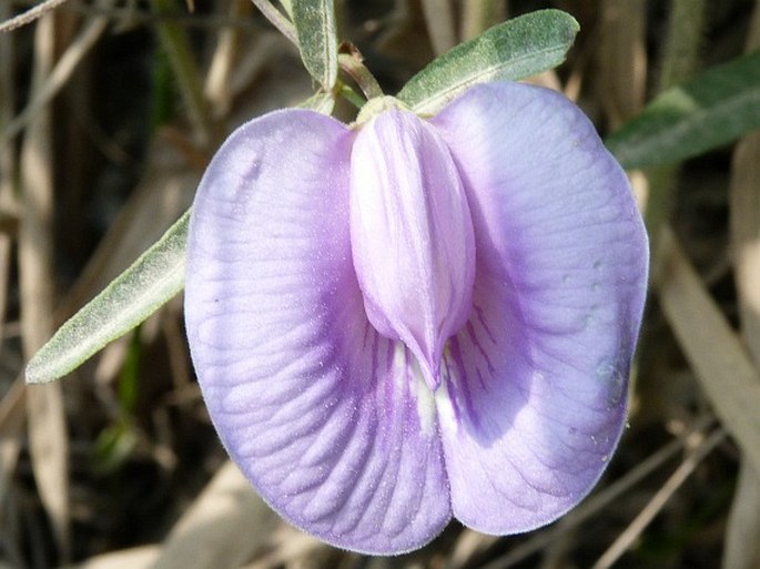 Centrosema angustifolium