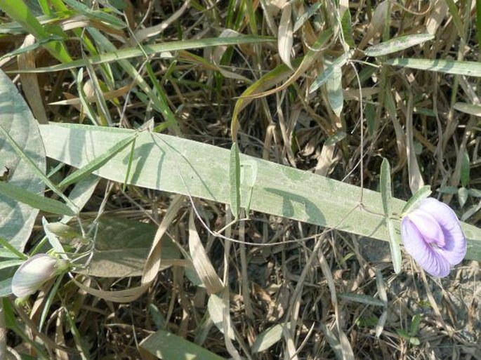 Centrosema angustifolium