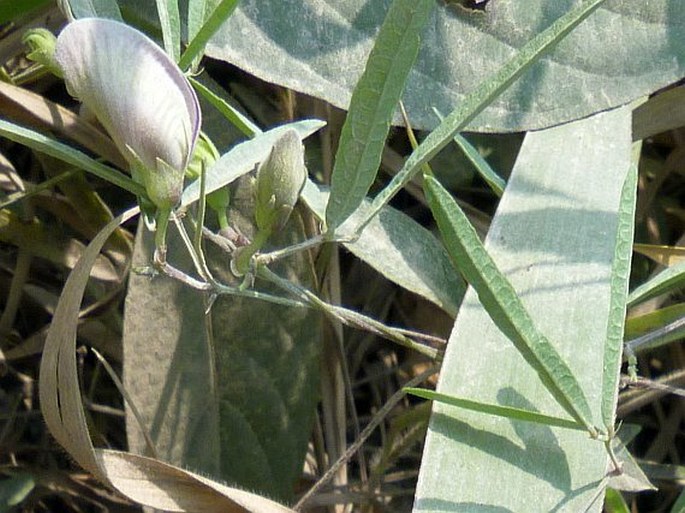 Centrosema angustifolium