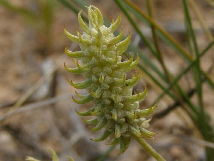 Ceratocephala falcata