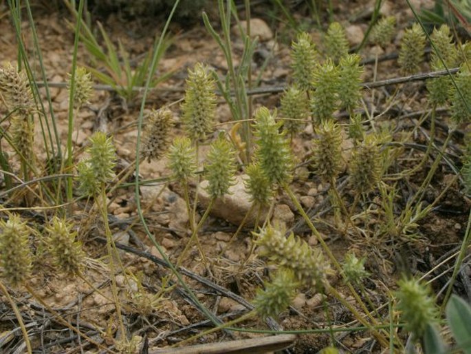 Ceratocephala falcata