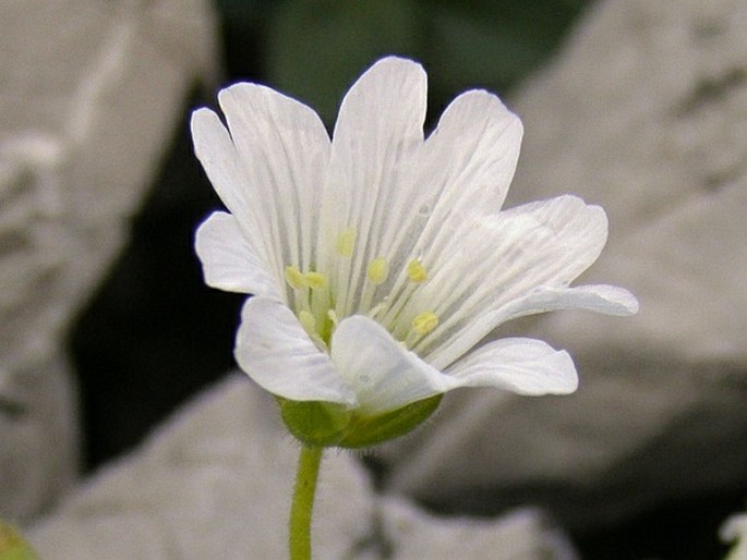 Cerastium latifolium