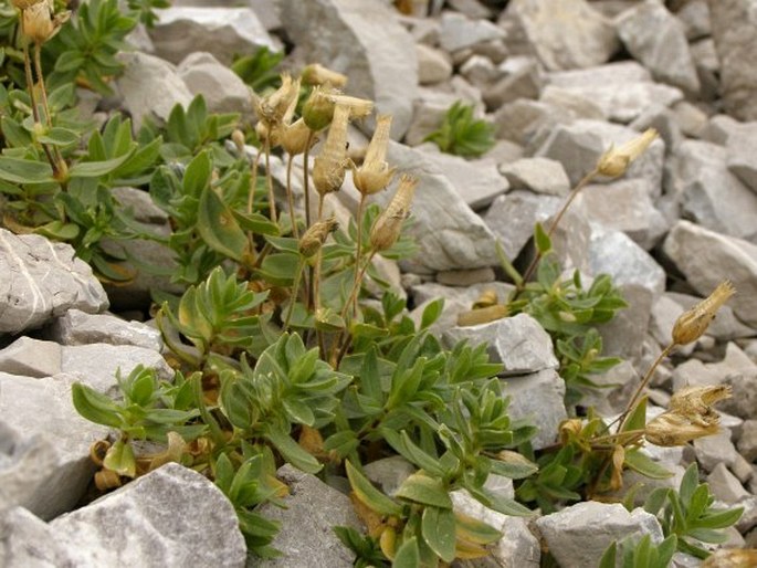 Cerastium latifolium