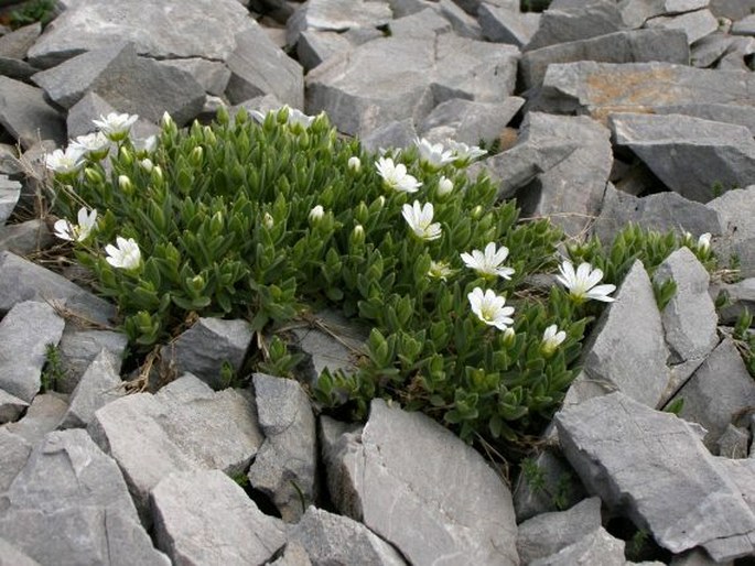 Cerastium dinaricum