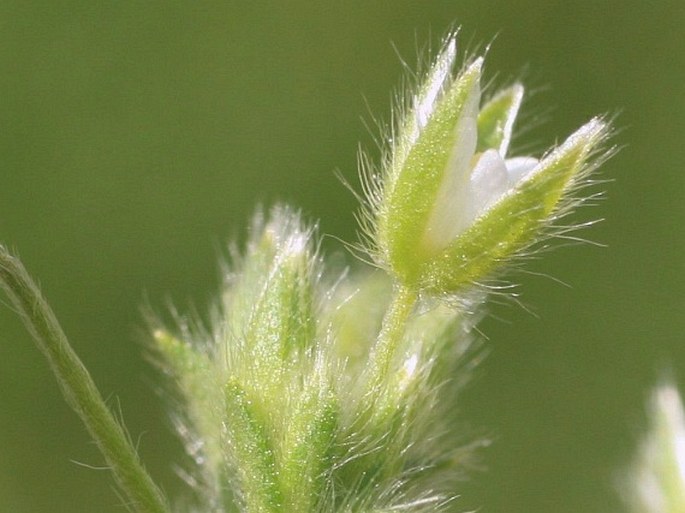 Cerastium tenoreanum