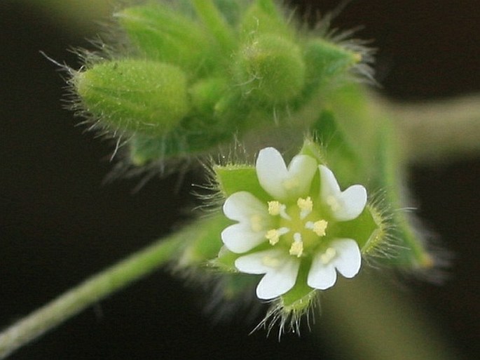 Cerastium tenoreanum