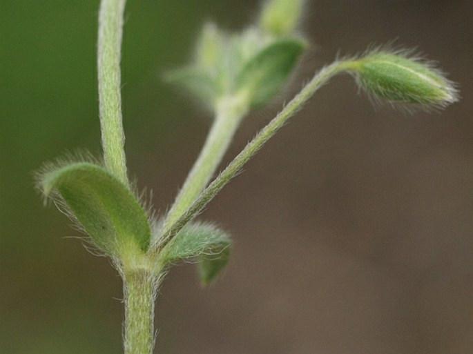 Cerastium tenoreanum