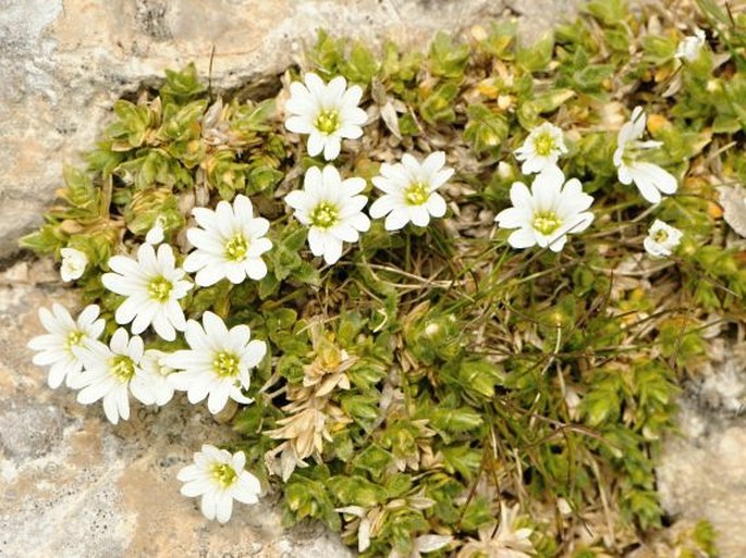 Cerastium thomasii