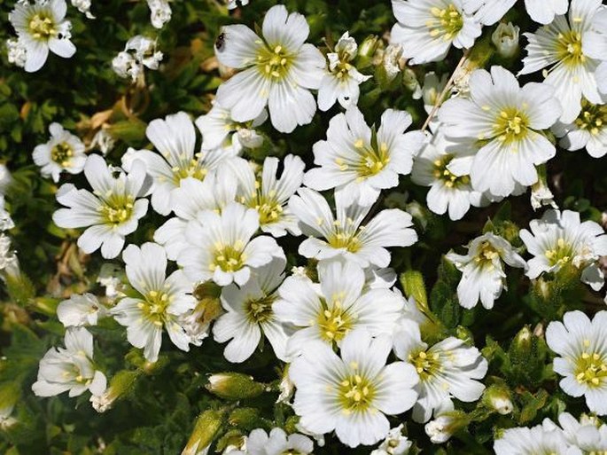 Cerastium thomasii