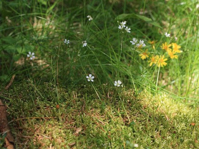 Cerastium alsinifolium