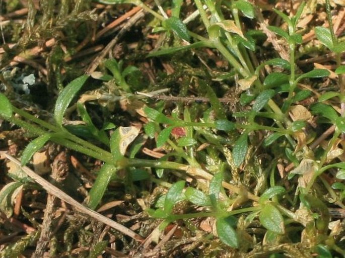 Cerastium alsinifolium