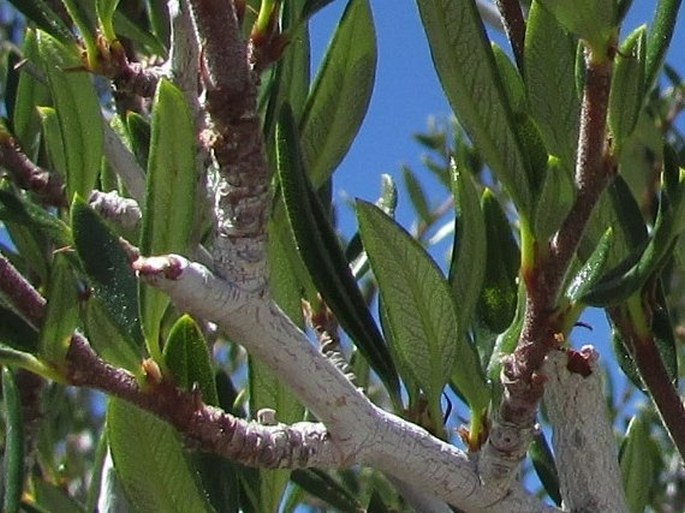 Cercocarpus ledifolius