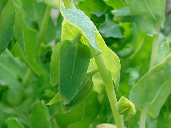 Cerinthe major