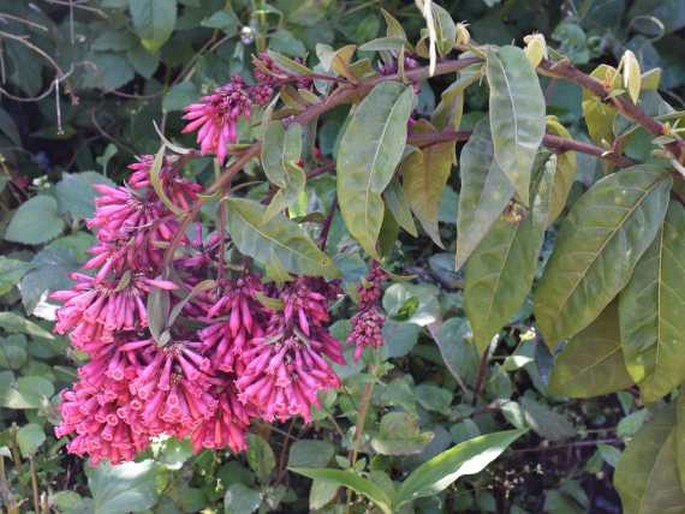 Cestrum elegans