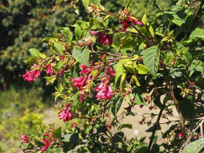 Cestrum elegans