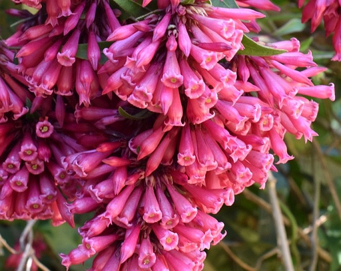 Cestrum elegans