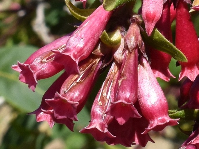 Cestrum elegans