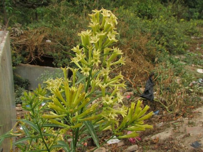 Cestrum nocturnum