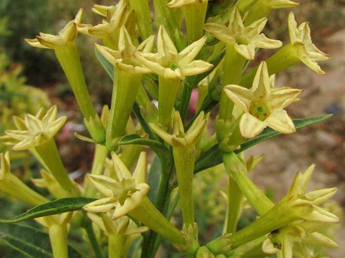 Cestrum nocturnum