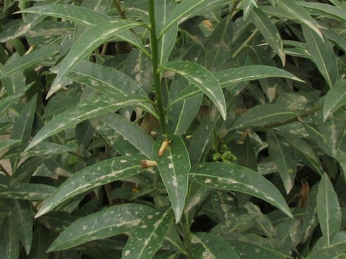 Cestrum nocturnum