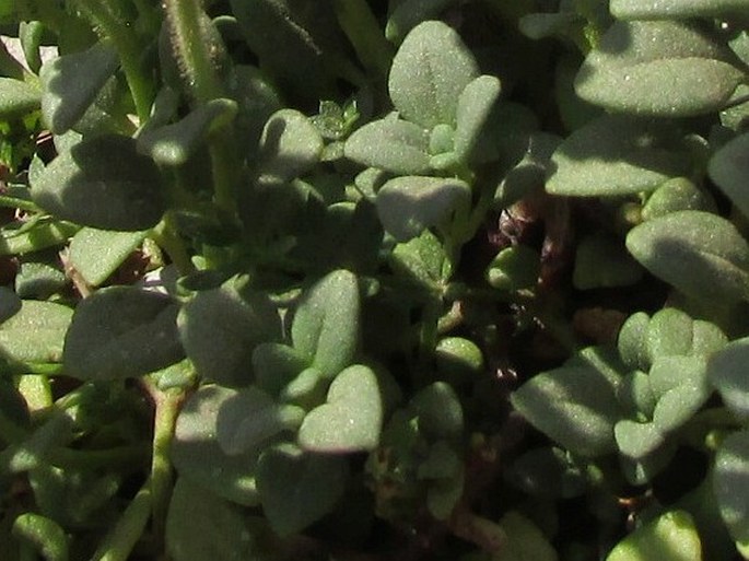 Chaenorhinum origanifolium