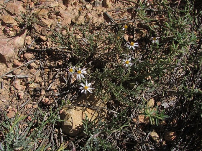 Chaetopappa ericoides