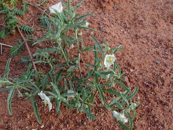 Chamaesaracha coronopus