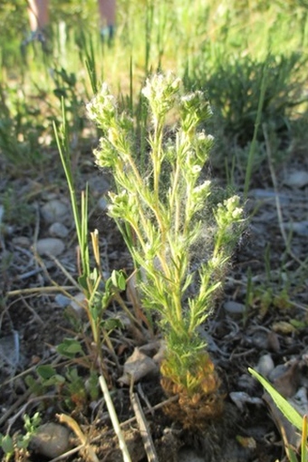 Chamaerhodos erecta