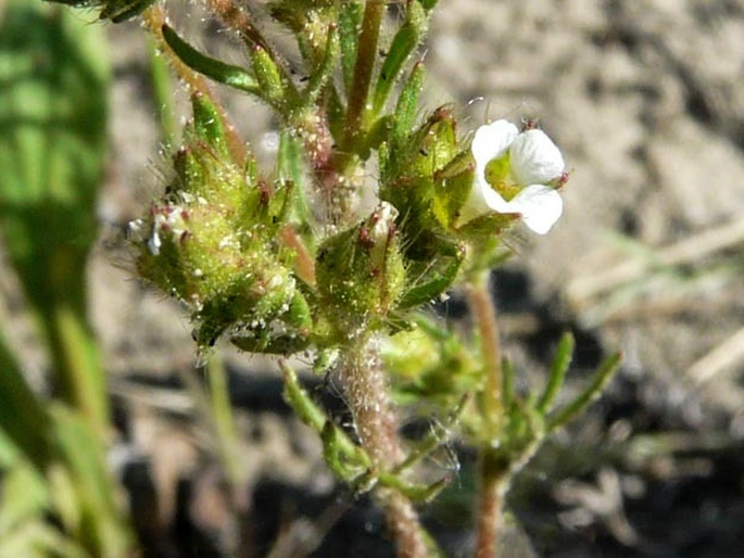 Chamaerhodos erecta