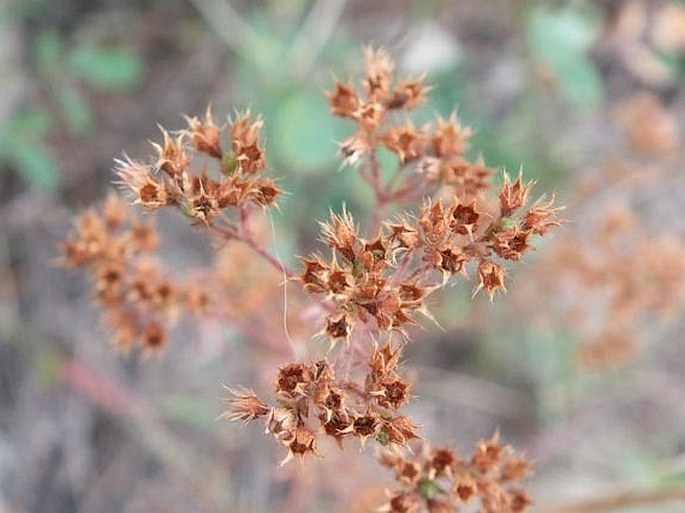 Chamaerhodos erecta