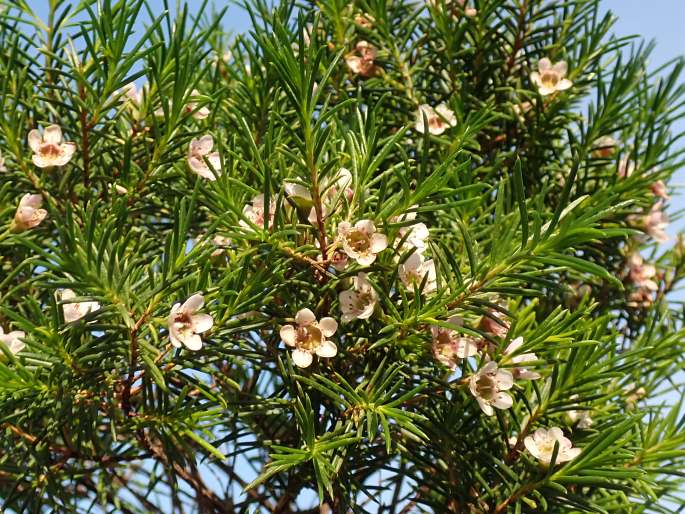 Chamelaucium uncinatum