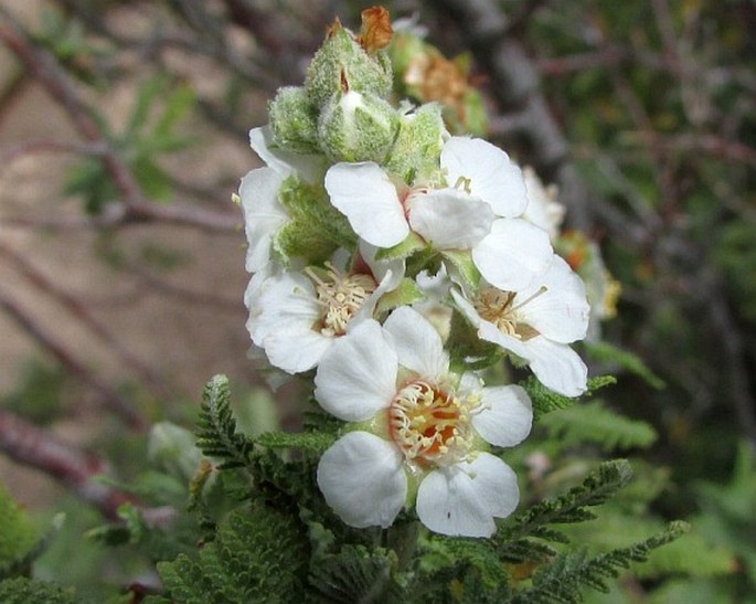 Chamaebatiaria millefolium