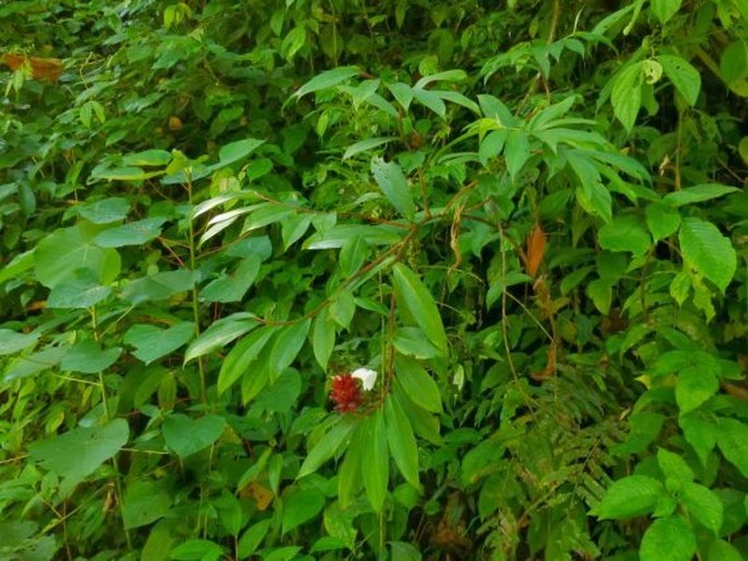 Cheilocostus speciosus