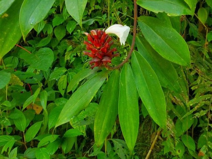 Cheilocostus speciosus