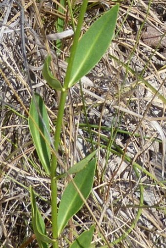 Chelonanthus angustifolius