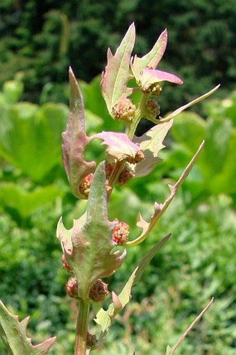 Chenopodium foliosum