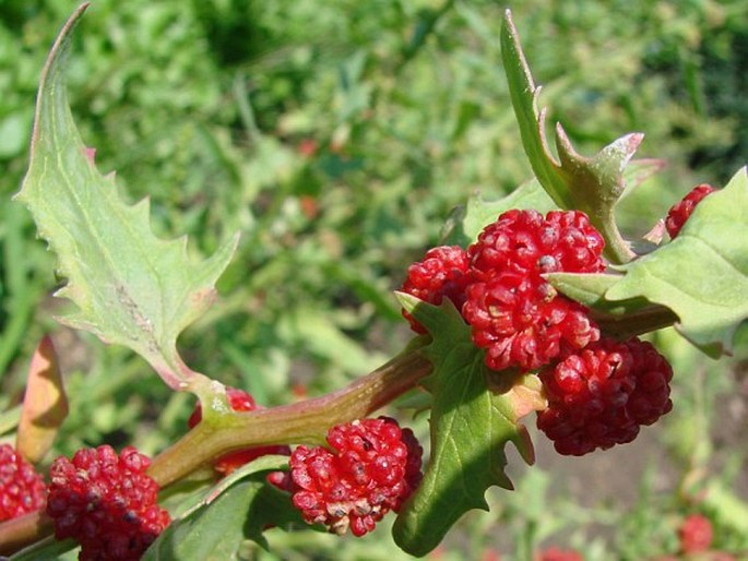 Chenopodium foliosum