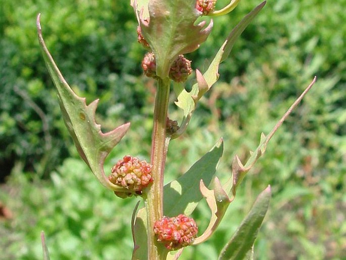 Chenopodium foliosum