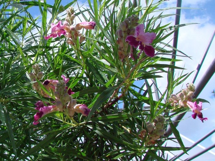 Chilopsis linearis