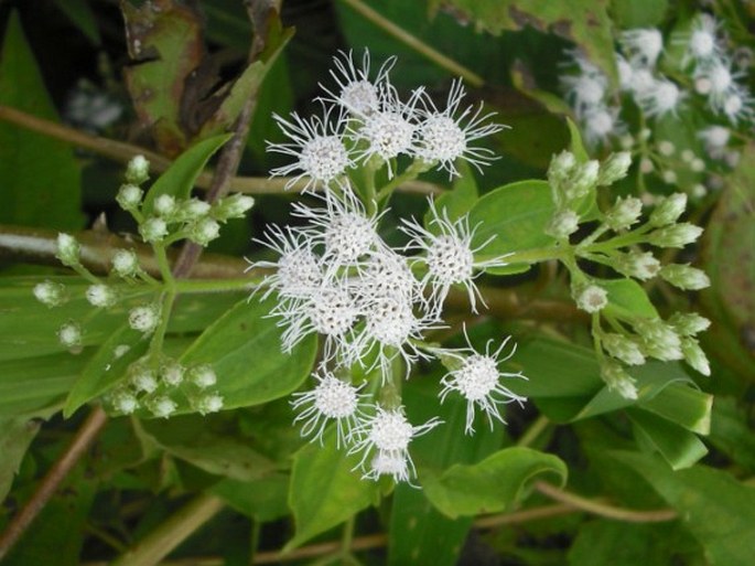 CHROMOLAENA ODORATA (L.) R. M. King et H. Rob