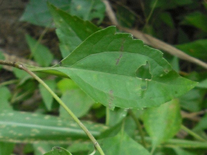 Chromolaena odorata