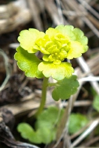 Chrysosplenium iowense