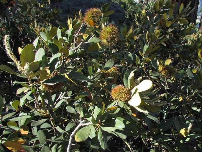 Chrysolepis sempervirens