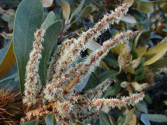 Chrysolepis sempervirens