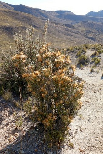 Chuquiraga spinosa